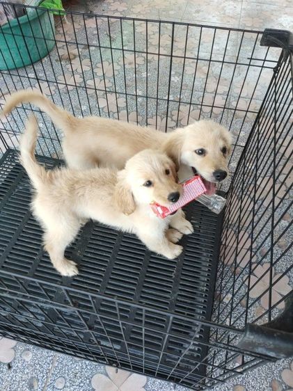 โกลเด้นรีทรีฟเวอร์ (Golden Retriever) ใหญ่ โกลเด้นรีทรีฟเวอร์แท้ เมีย