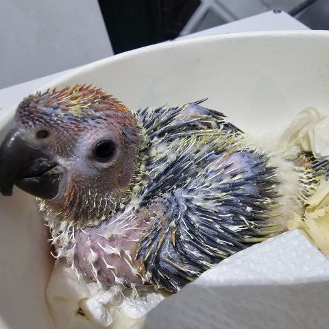 ลูกป้อนนกซันคอนัวร์