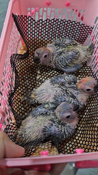 ลูกป้อนนกซันคอนัวร์