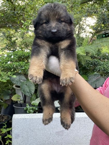 เยอรมันเชพเพิร์ด (German Shepherd) ใหญ่ ขายและเปิดจองลูกสุนัขเยอรมันเชพเพิร์ดแท้