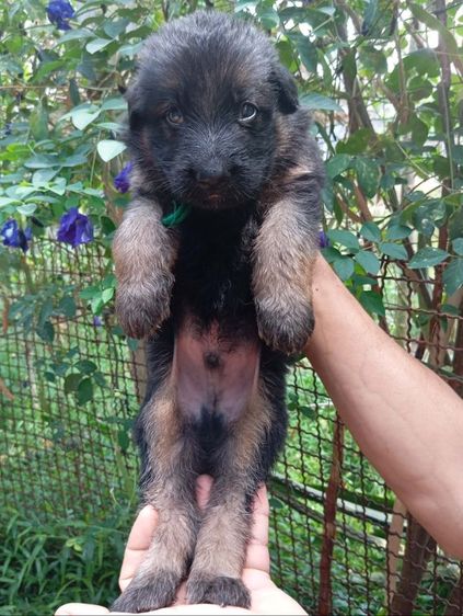 ขายและเปิดจองลูกสุนัขเยอรมันเชพเพิร์ดแท้ รูปที่ 6