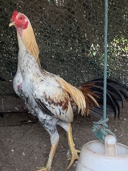 ไก่ตี รูปที่ 2