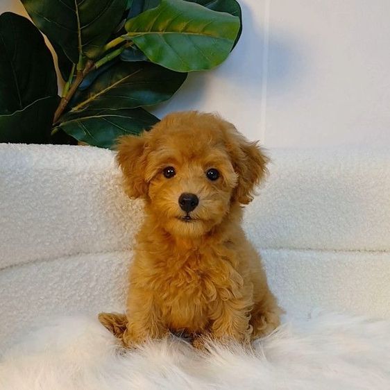 พุดเดิ้ล (Poodle) เล็ก น้องพุดเดิ้ลทอยแท้ สีน้ำตาล เพศผู้
พร้อมวัคซีนเข็มแรก ถ่ายพยาธิ 
รับประกันสุขภาพ ปลอดเชื้อลำไส้อักเสบพาโว ไข้หัด
โทร แอดไลน์0615301155