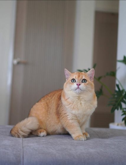 เด็กชาย 5 เดือน บริติช