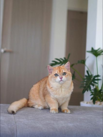 เด็กชาย 5 เดือน บริติช รูปที่ 4