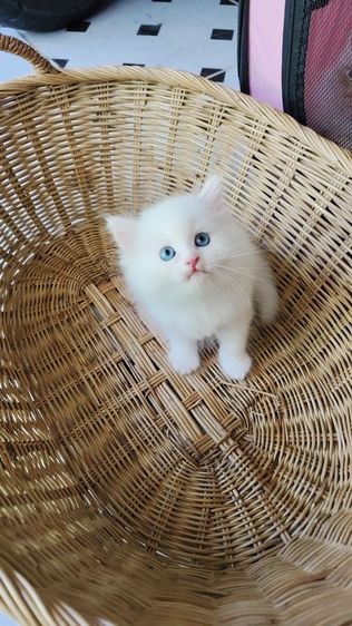 แมวเปอร์เซียตาฟ้า รูปที่ 5