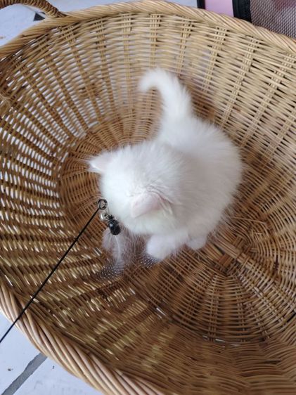 แมวเปอร์เซียตาฟ้า รูปที่ 6