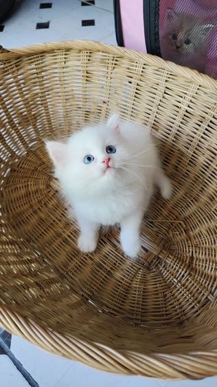 แมวเปอร์เซียตาฟ้า รูปที่ 3