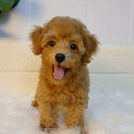 น้องพุดเดิ้ลทอยแท้ สีน้ำตาล เพศผู้
พร้อมวัคซีนเข็มแรก ถ่ายพยาธิ 
รับประกันสุขภาพ ปลอดเชื้อลำไส้อักเสบพาโว ไข้หัด
 โทร  แอดไลน์0615301155 รูปที่ 3