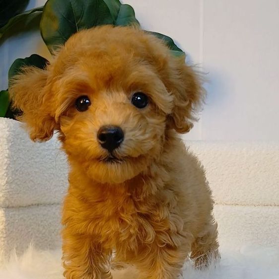 น้องพุดเดิ้ลทอยแท้ สีน้ำตาล เพศผู้
พร้อมวัคซีนเข็มแรก ถ่ายพยาธิ 
รับประกันสุขภาพ ปลอดเชื้อลำไส้อักเสบพาโว ไข้หัด
 โทร  แอดไลน์0615301155 รูปที่ 2