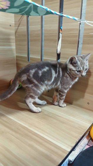 แมวเบงกอล ลายมาเบิ้ล เพศผู้ คะวัคซีนแล้ว1เข็มก่อนย้ายตรวจหัดแมวฟรีรับประกันเอดส์แมวกับรูคีเมียคะ รูปที่ 14