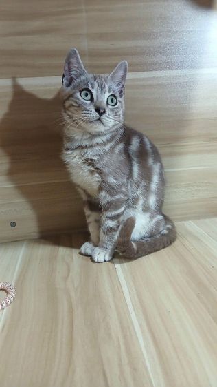 แมวเบงกอล ลายมาเบิ้ล เพศผู้ คะวัคซีนแล้ว1เข็มก่อนย้ายตรวจหัดแมวฟรีรับประกันเอดส์แมวกับรูคีเมียคะ รูปที่ 6