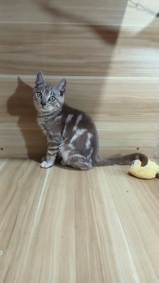 แมวเบงกอล ลายมาเบิ้ล เพศผู้ คะวัคซีนแล้ว1เข็มก่อนย้ายตรวจหัดแมวฟรีรับประกันเอดส์แมวกับรูคีเมียคะ รูปที่ 2