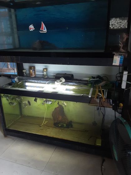 อุปกรณ์ตู้ปลา ขายตู้ปลานิศาชล 60นิ้วx24"x24" หนา6หุน 2ใบ 