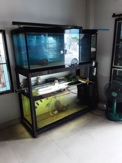 ขายตู้ปลานิศาชล 60นิ้วx24"x24" หนา6หุน 2ใบ  รูปที่ 2