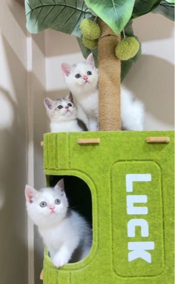 สก๊อตติชโฟลด์👧🏻👶🏻 รูปที่ 5