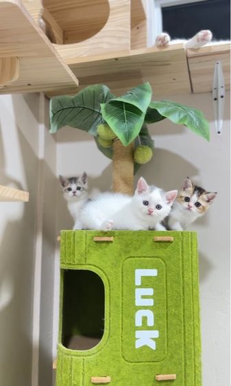 สก๊อตติชโฟลด์👧🏻👶🏻 รูปที่ 3