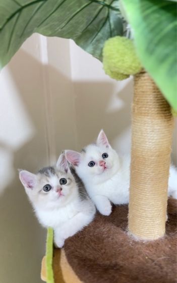 สก็อตติช โฟลด์ (Scottish Fold) สก๊อตติชโฟลด์👧🏻👶🏻