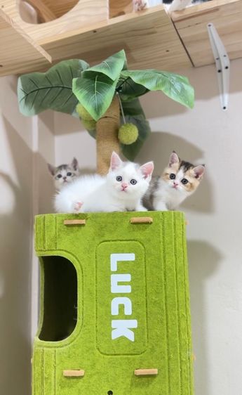 สก๊อตติชโฟลด์ รูปที่ 4