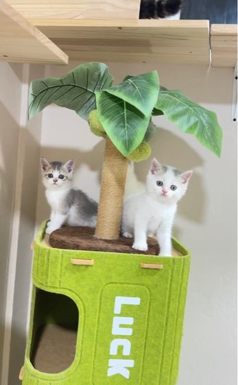 สก๊อตติชโฟลด์ รูปที่ 3