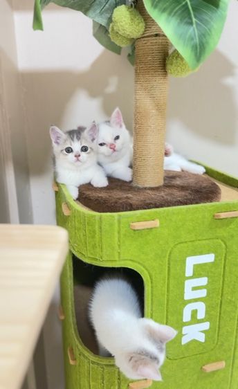 สก๊อตติชโฟลด์ รูปที่ 6