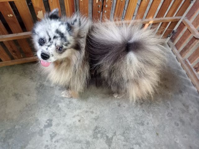 ลูกสุนัขสีเมอร์ เพศเมีย รูปที่ 6