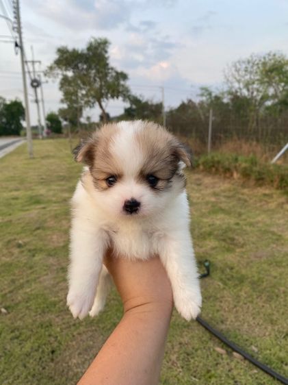 ปอมเมอเรเนียน (Pomeranian) เล็ก น้องปอม ผู้