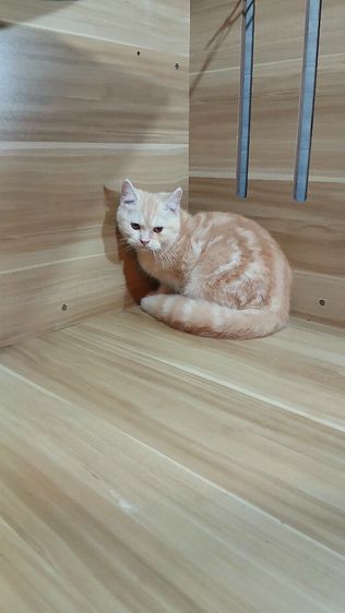 แมวสก้อตติช สีส้ม เพศผู้ วัคซีนแล้ว1เข็มก่อนย้ายตรวจหัดแมวฟรีรับประกันเอดส์แมวกับรูคีเมียคะ รูปที่ 14