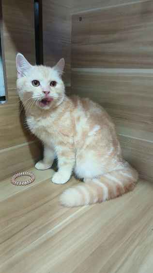 แมวสก้อตติช สีส้ม เพศผู้ วัคซีนแล้ว1เข็มก่อนย้ายตรวจหัดแมวฟรีรับประกันเอดส์แมวกับรูคีเมียคะ รูปที่ 9