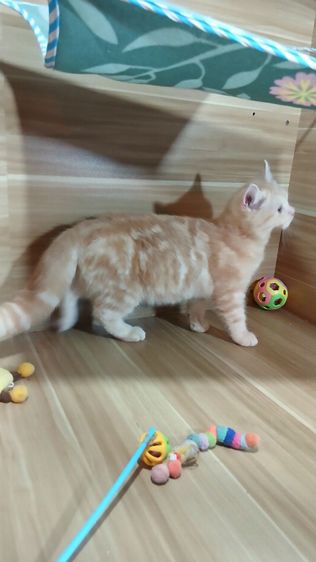 แมวสก้อตติช สีส้ม เพศผู้ วัคซีนแล้ว1เข็มก่อนย้ายตรวจหัดแมวฟรีรับประกันเอดส์แมวกับรูคีเมียคะ รูปที่ 10