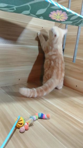 แมวสก้อตติช สีส้ม เพศผู้ วัคซีนแล้ว1เข็มก่อนย้ายตรวจหัดแมวฟรีรับประกันเอดส์แมวกับรูคีเมียคะ รูปที่ 7