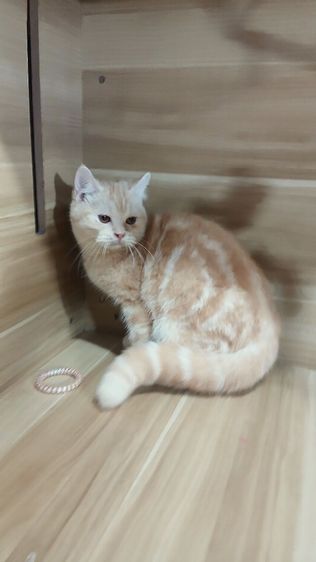 แมวสก้อตติช สีส้ม เพศผู้ วัคซีนแล้ว1เข็มก่อนย้ายตรวจหัดแมวฟรีรับประกันเอดส์แมวกับรูคีเมียคะ รูปที่ 3