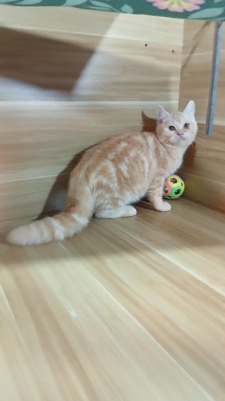 แมวสก้อตติช สีส้ม เพศผู้ วัคซีนแล้ว1เข็มก่อนย้ายตรวจหัดแมวฟรีรับประกันเอดส์แมวกับรูคีเมียคะ รูปที่ 4