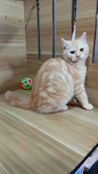แมวสก้อตติช สีส้ม เพศผู้ วัคซีนแล้ว1เข็มก่อนย้ายตรวจหัดแมวฟรีรับประกันเอดส์แมวกับรูคีเมียคะ
