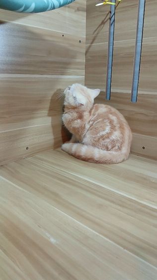 แมวสก้อตติช สีส้ม เพศผู้ วัคซีนแล้ว1เข็มก่อนย้ายตรวจหัดแมวฟรีรับประกันเอดส์แมวกับรูคีเมียคะ รูปที่ 11