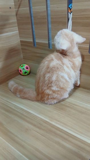 แมวสก้อตติช สีส้ม เพศผู้ วัคซีนแล้ว1เข็มก่อนย้ายตรวจหัดแมวฟรีรับประกันเอดส์แมวกับรูคีเมียคะ รูปที่ 16