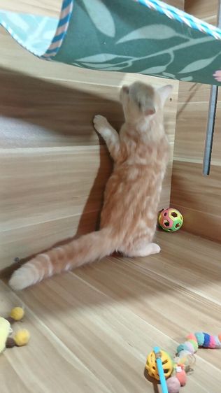 แมวสก้อตติช สีส้ม เพศผู้ วัคซีนแล้ว1เข็มก่อนย้ายตรวจหัดแมวฟรีรับประกันเอดส์แมวกับรูคีเมียคะ รูปที่ 6