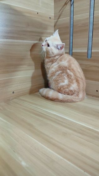 แมวสก้อตติช สีส้ม เพศผู้ วัคซีนแล้ว1เข็มก่อนย้ายตรวจหัดแมวฟรีรับประกันเอดส์แมวกับรูคีเมียคะ รูปที่ 13