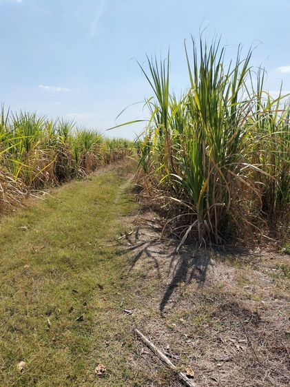 ขายที่ดิน 2 ไร่ 3 งาน 4 ตรว. อ.พยุหะ จ.นครสวรรค์