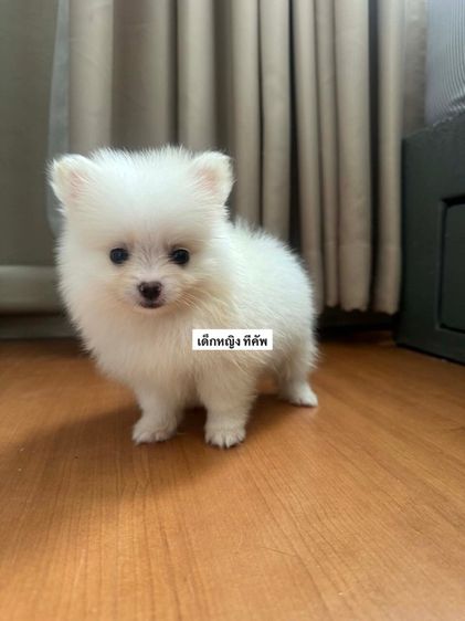 ปอมแท้ราคาถูก