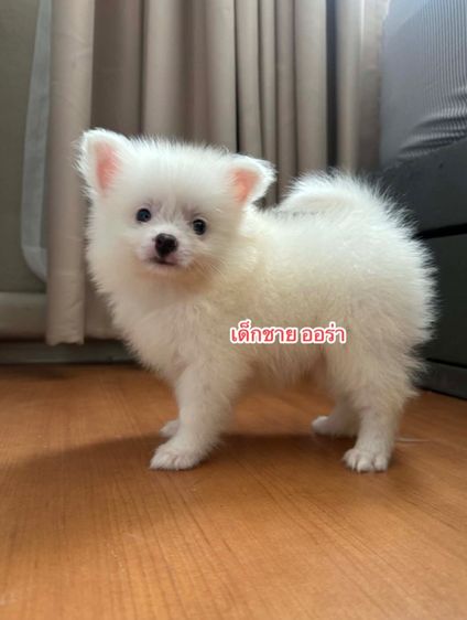 ปอมแท้ราคาถูก รูปที่ 2