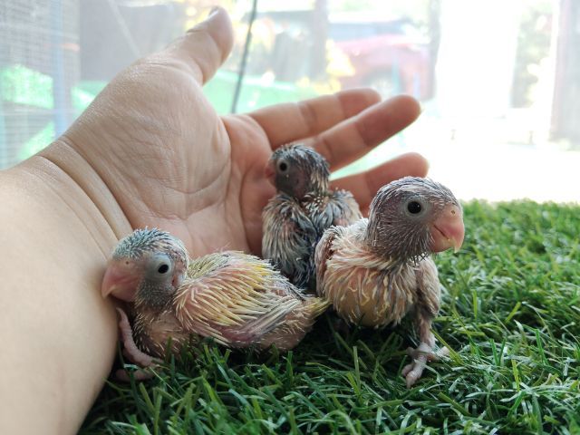 นกแก้วฟอพัส รูปที่ 9