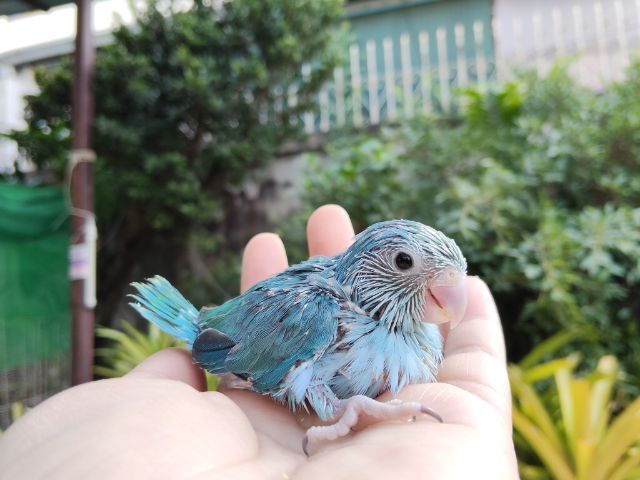 นกแก้วฟอพัส รูปที่ 2