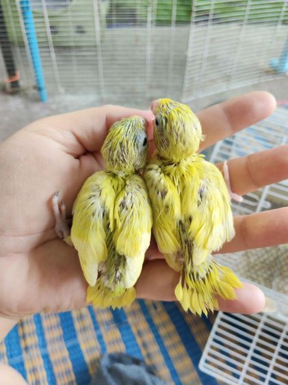 นกแก้วฟอพัส รูปที่ 6