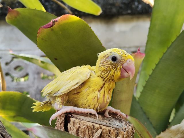 นกแก้วฟอพัส รูปที่ 4