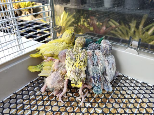 นกแก้วฟอพัส รูปที่ 3