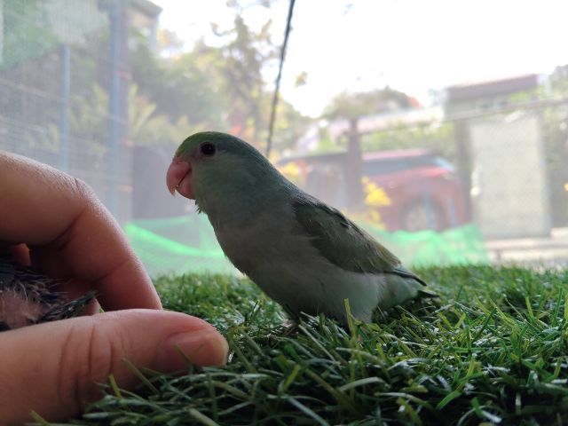 นกแก้วฟอพัส รูปที่ 10