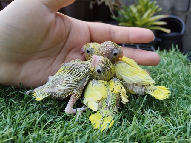 นกแก้วฟอพัส รูปที่ 12