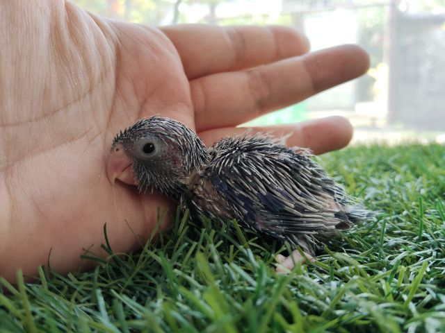 นกแก้วฟอพัส รูปที่ 11