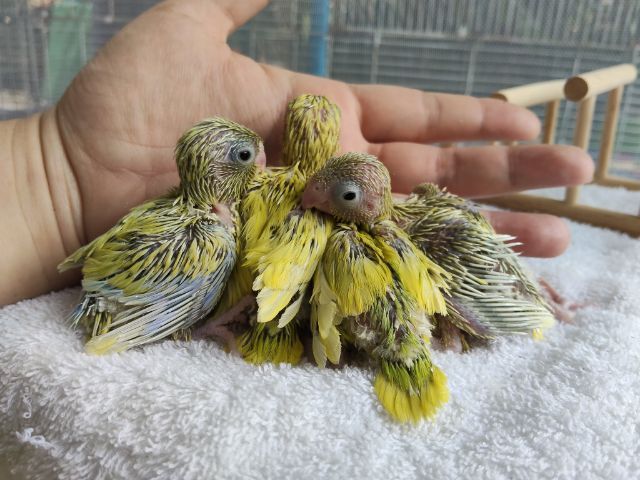 นกแก้วฟอพัส รูปที่ 14